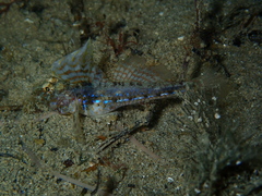Nesogobius pulchellus