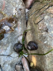 Steromphala umbilicalis