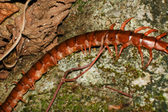 Scolopendra dehaani