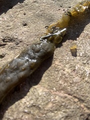 Membranipora membranacea