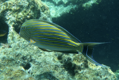 Acanthurus lineatus