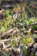 Caladenia