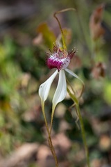 Caladenia