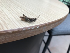 Chorthippus brunneus