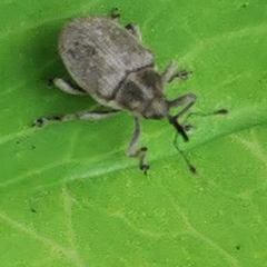Ceutorhynchini