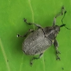 Ceutorhynchini