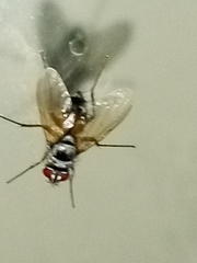 Cholomyia