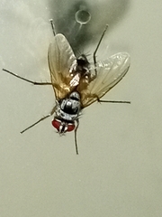 Cholomyia