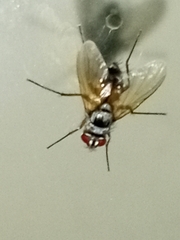 Cholomyia