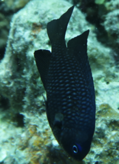 Pomacentrus imitator