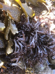 Chondrus crispus