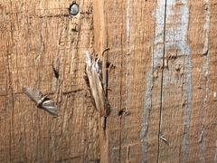 Cucullia convexipennis