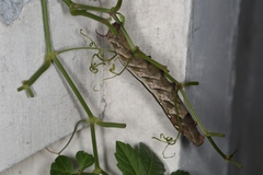 Theretra japonica
