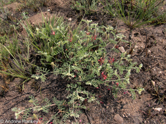 Indigofera oxytropis