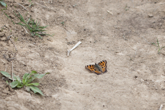 Nymphalis polychloros