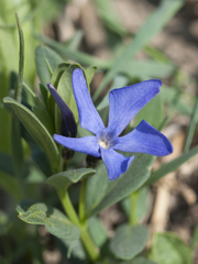 Vinca herbacea