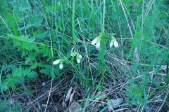Onosma simplicissima