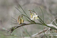 Lathyrus pannonicus collinus