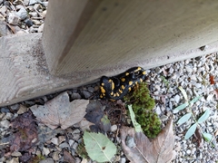 Salamandra