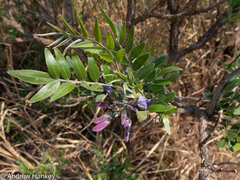 Mundulea sericea