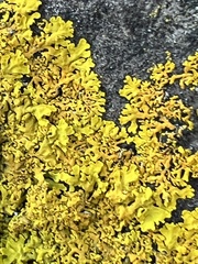 Xanthoria aureola