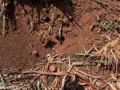 Hodotermes mossambicus