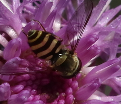 Syrphus rectus