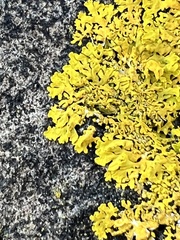 Xanthoria aureola