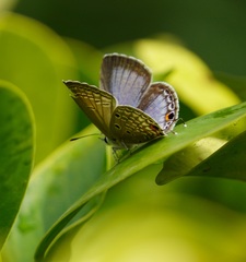 Luthrodes pandava