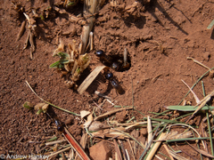 Hodotermes mossambicus