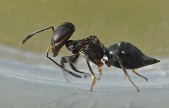 Brasema leucothysana