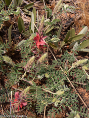 Indigofera oxytropis