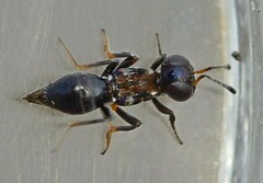 Brasema leucothysana