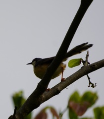 Prinia socialis