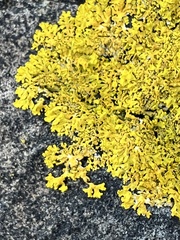 Xanthoria aureola