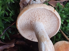 Hydnum umbilicatum