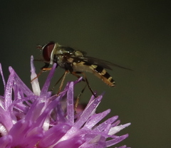 Syrphus rectus