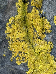 Xanthoria aureola