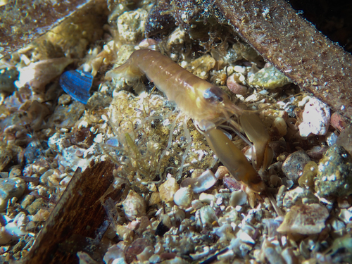 European big-claw snapping prawn