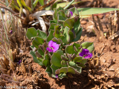 Polygala transvaalensis