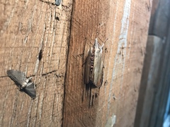 Cucullia convexipennis