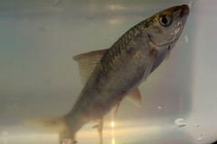 Gymnostomus horai