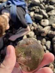 Lepidochitona cinerea