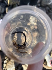 Nerophis lumbriciformis