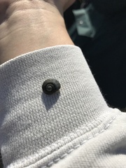 Trochulus striolatus