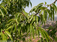 Prunus serotina salicifolia