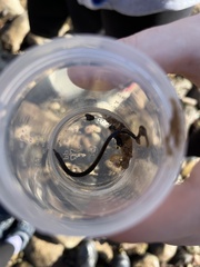 Nerophis lumbriciformis