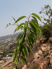 Prunus serotina salicifolia
