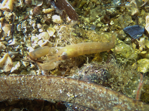 Alpheus macrocheles