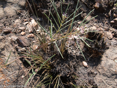 Asclepias stellifera
